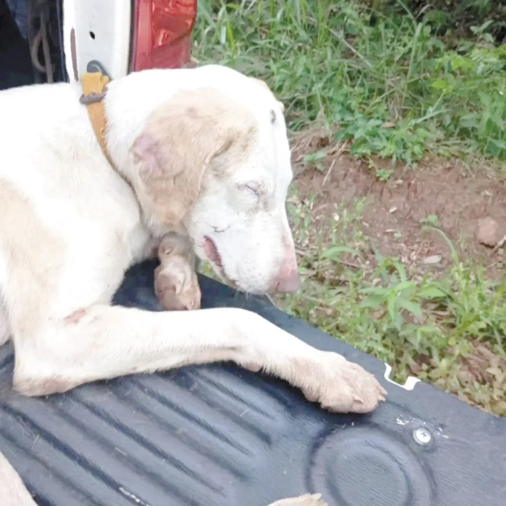 En Apóstoles rescataron a perros que eran utilizados para la caza furtiva.