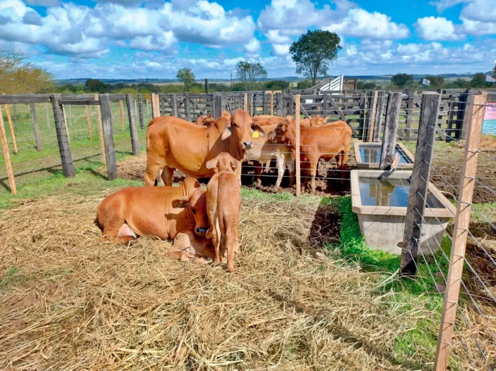 Los productores se concentran en sumar animales de calidad. Foto: archivo