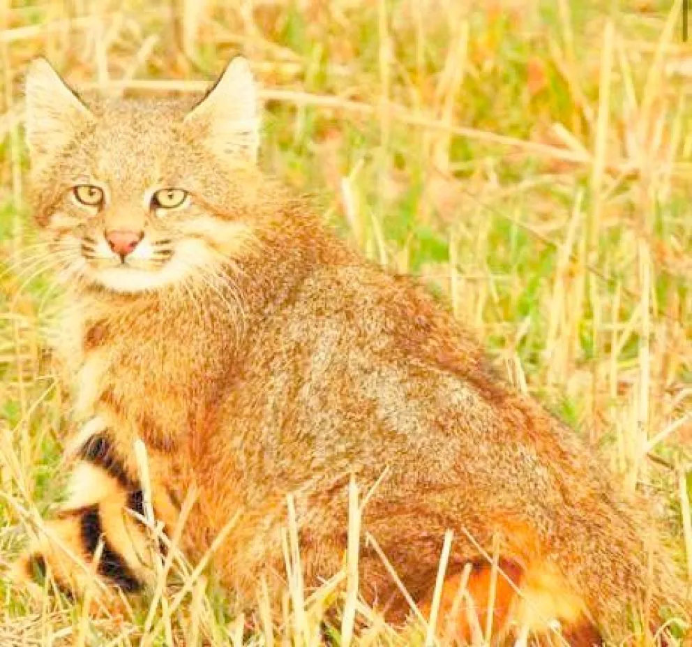 El felino que habita en la región Sur es considerado una especie en peligro. 