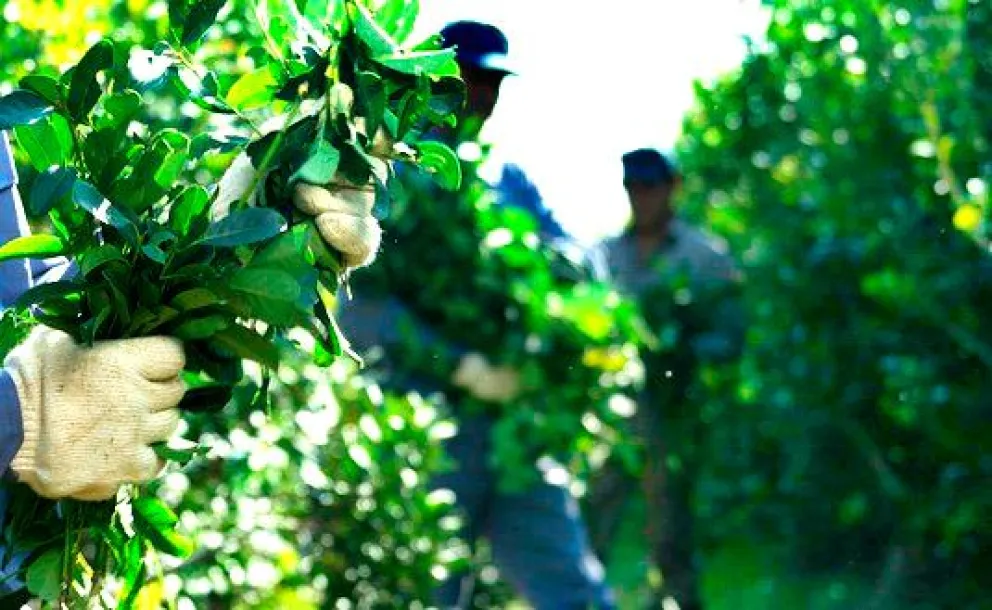 Los productores afirman que podría haber fuerte pérdida de autonomía. 