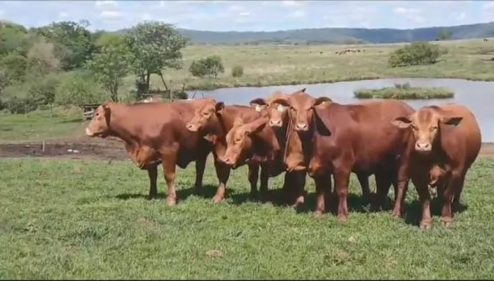 Brangus de Misiones tienen fluidas ventas en otras provincias