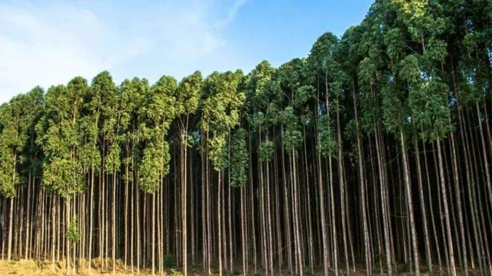 Plantaciones de pino y eucaliptos se potenciaron en Corrientes en los últimos años 