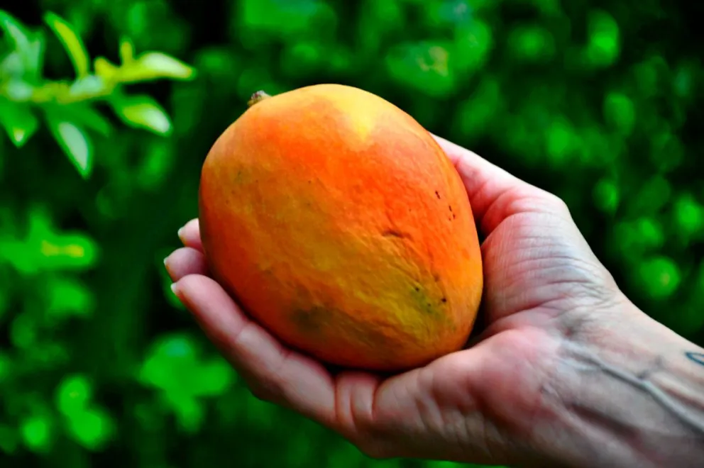 Con buenos cuidados, se puede lograr una gran calidad. Fotos: gentileza
