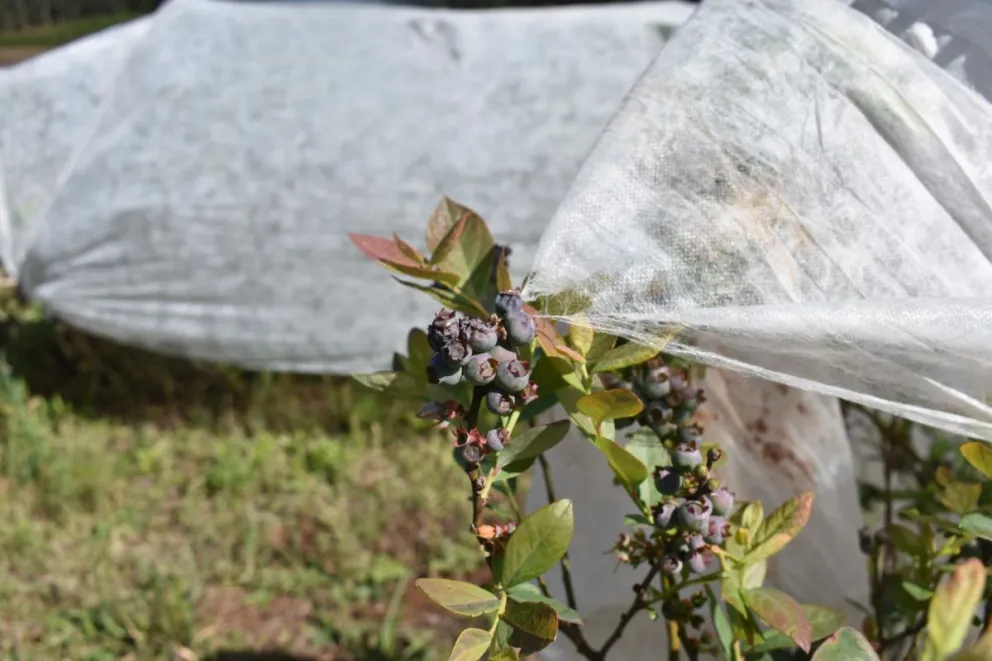Los eventos climatológicos del último tiempo dañaron cultivos como el de arándanos. Foto: Carina Martínez