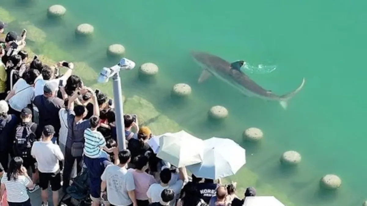 Corea del Sur: tiburón varado en Busan atrae a 600.000 visitantes