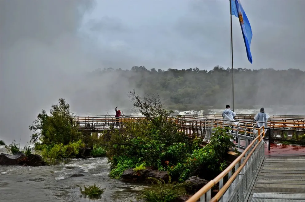 El departamento Iguazú es el que mayor cantidad de tierras tiene en manos extranjeras, con casi un 40%. 