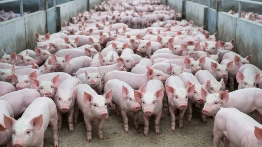 Brasil tiene sobreproducción por caída de exportaciones este año y está enviando más productos a nuestro país. 
