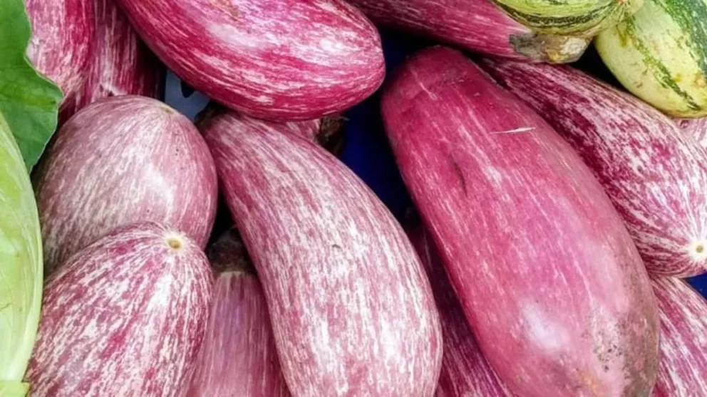 Berenjenas moradas cultivadas en Gobernador Roca.  Foto: Víctor PIris