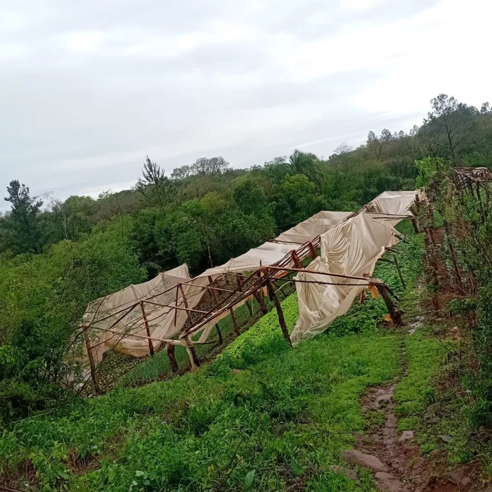 Invernaderos sufrieron importantes daños y se perdió mucha producción. Foto gentileza Sec de Producción de Gob. Roca