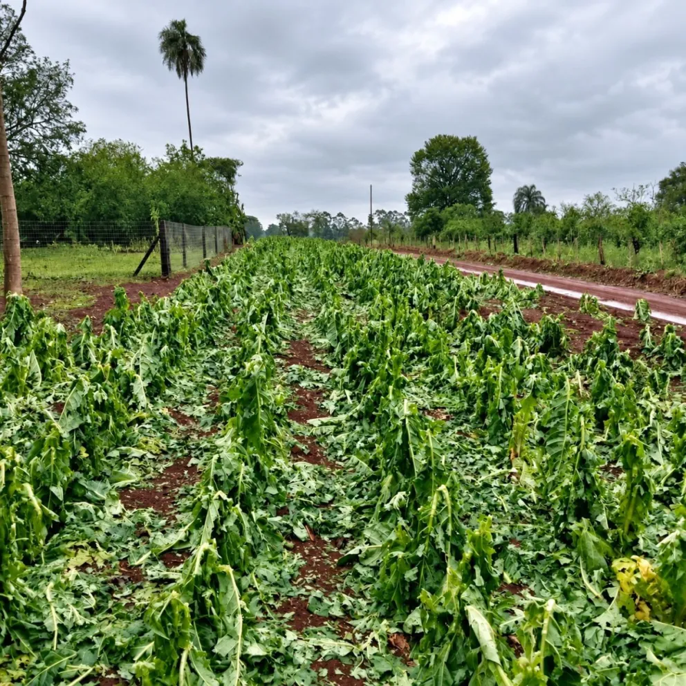 Tabaco dañado por los granizos.