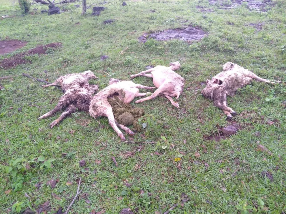 En un día se perdieron 17 ovejas por ataque de perros en San José