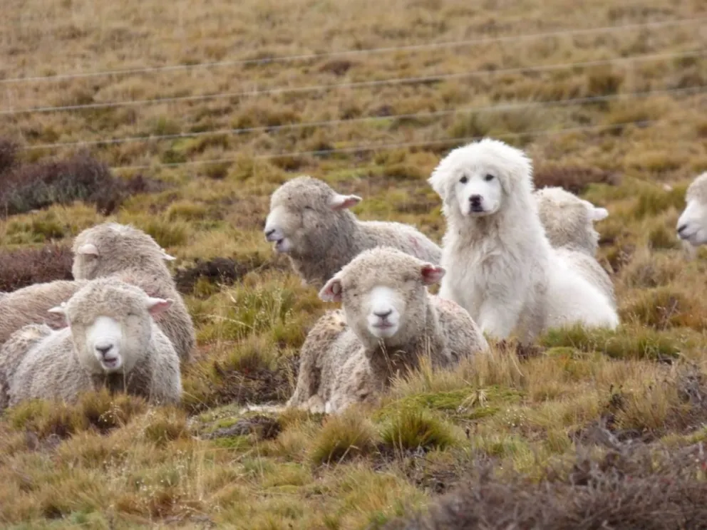 Los perros protectores viven con las ovejas y salen en su defensa cuando un animal salvaje las ataca.