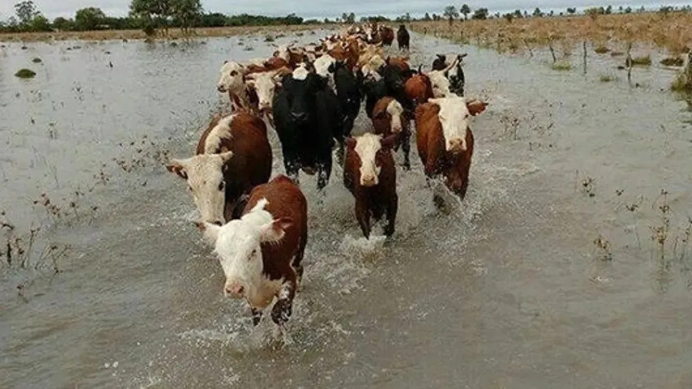 El avance de las aguas motiva el constante movimiento del ganado hacia tierra más altas.